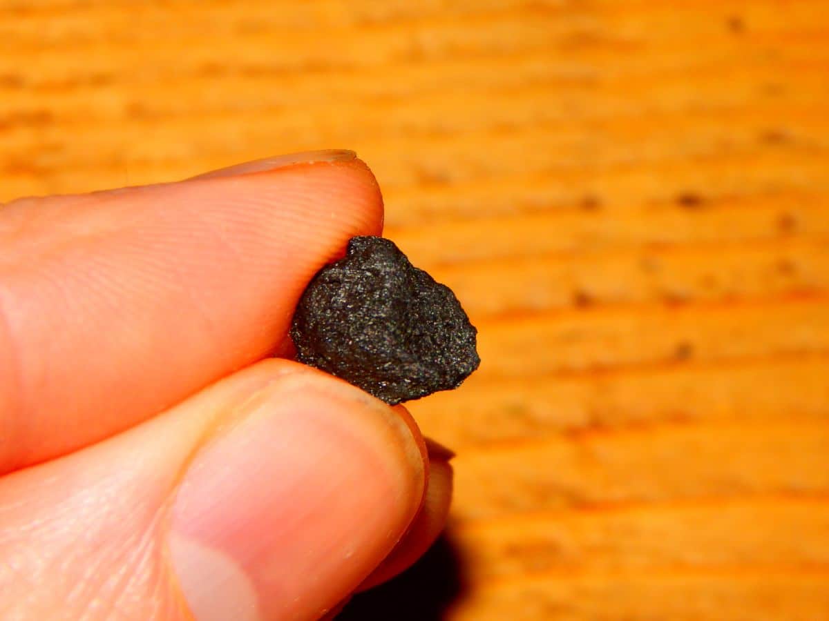 A small piece of biochar held in a hand