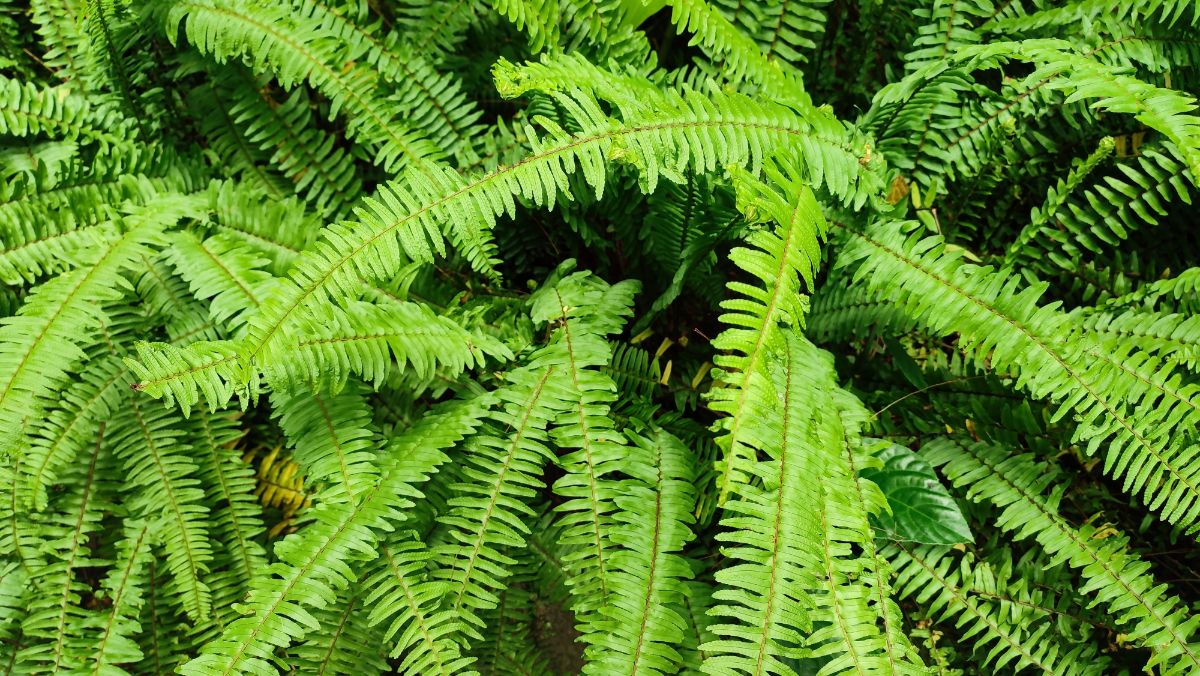 Lush green Christmas fern plant
