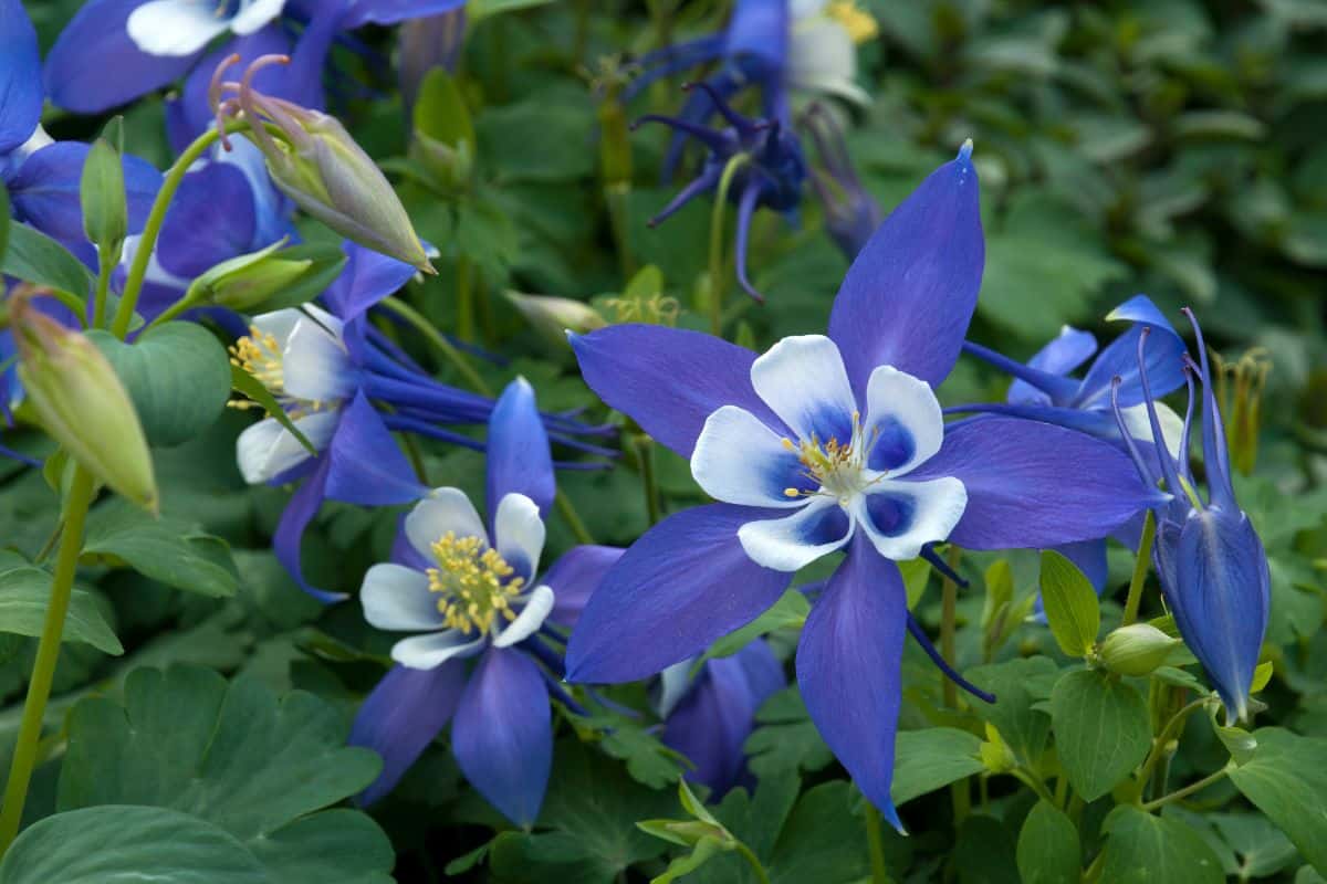 Blue columbine flowers