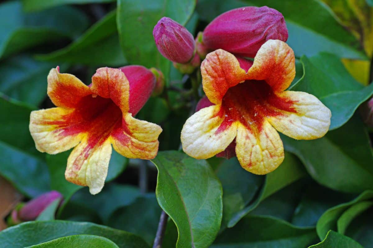 A flowering vine planted on a dead hedge