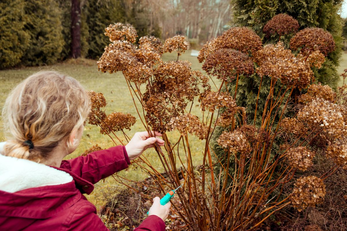 A woman cuts away old canes on a hydrangea bush