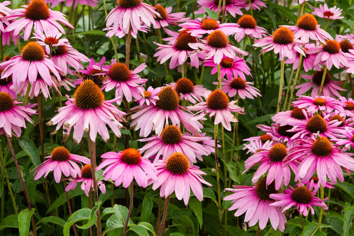 Native wildflowers in a permaculture garden