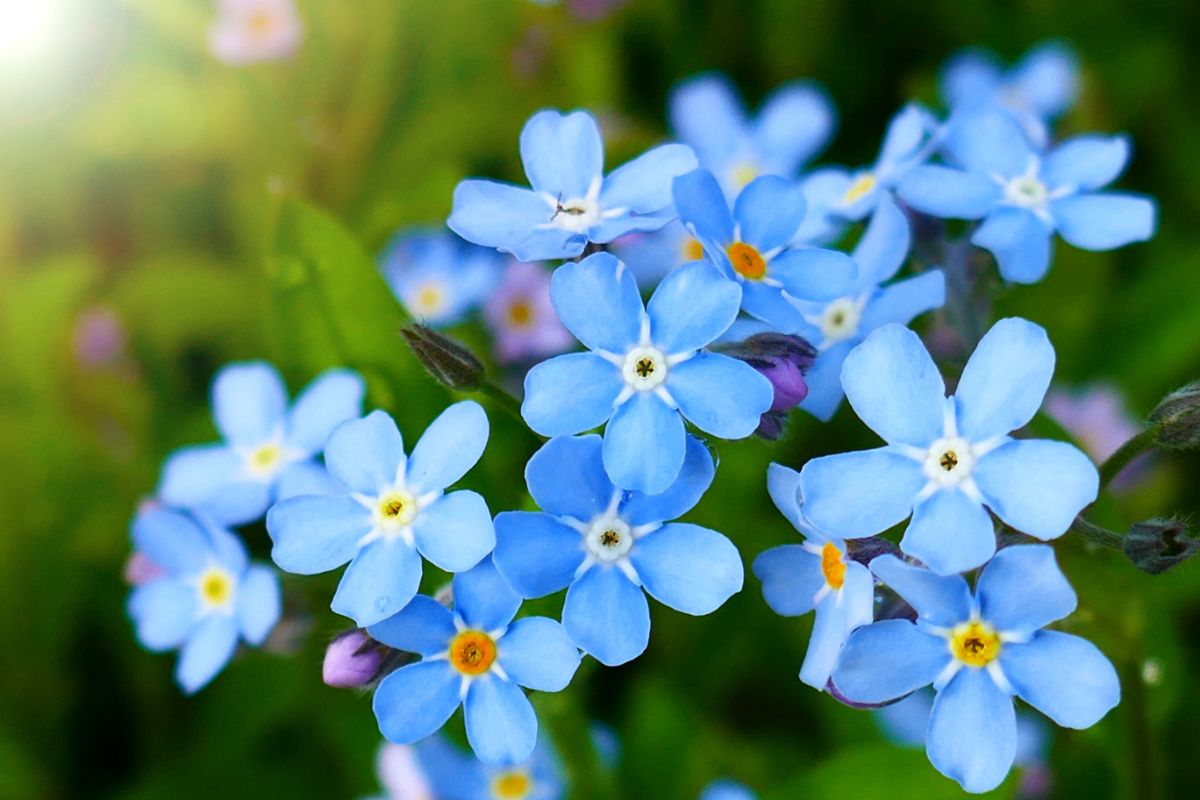 Forget me not, enduring love or cherished memories