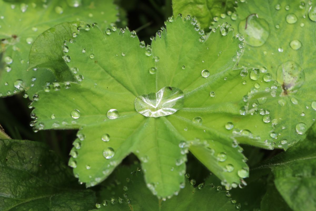 Lady's mantle plant with water droplets covering it