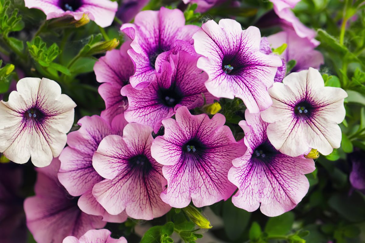 Purple wave petunias in a fall planter