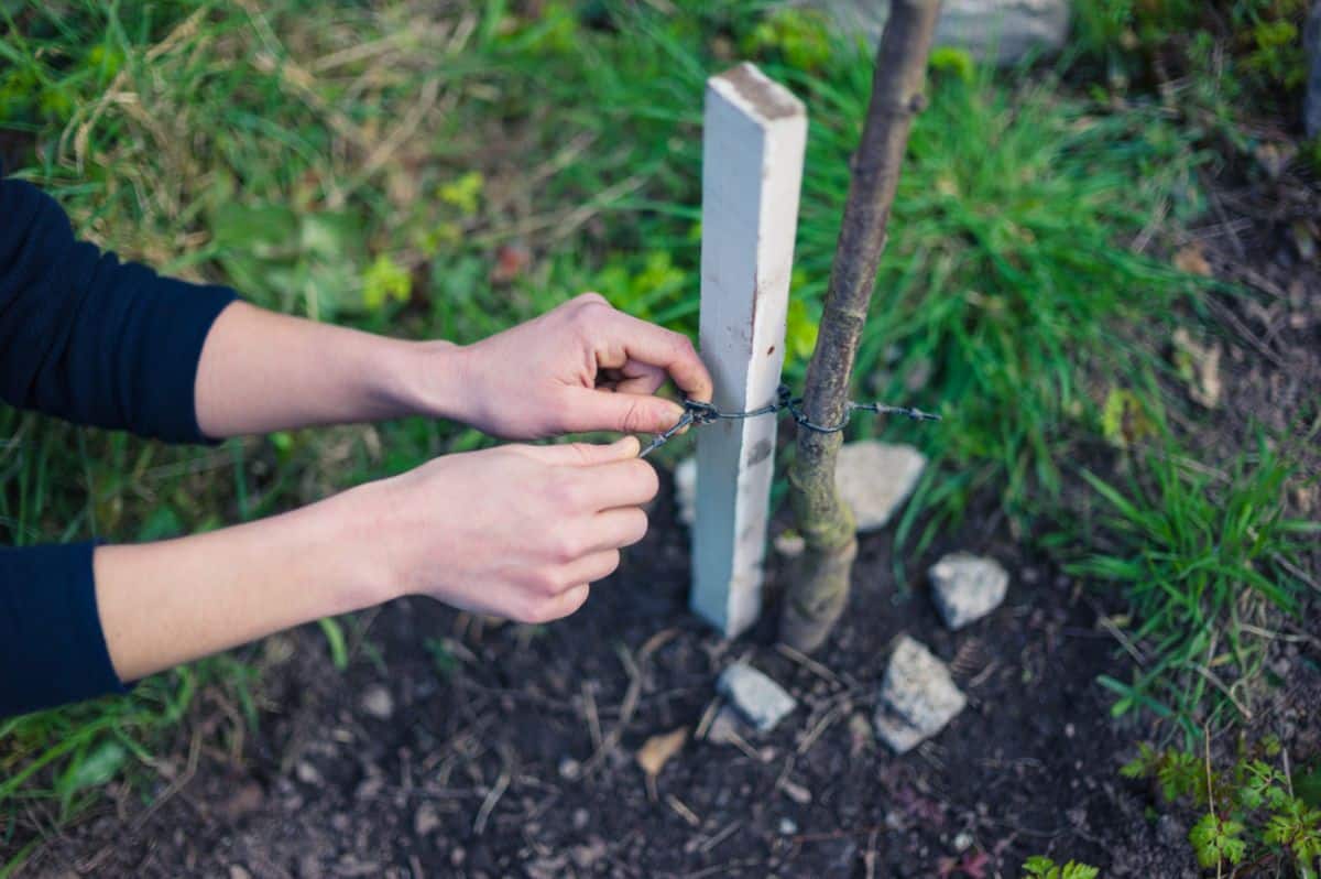 A gardener stakes a woody stem in the fall