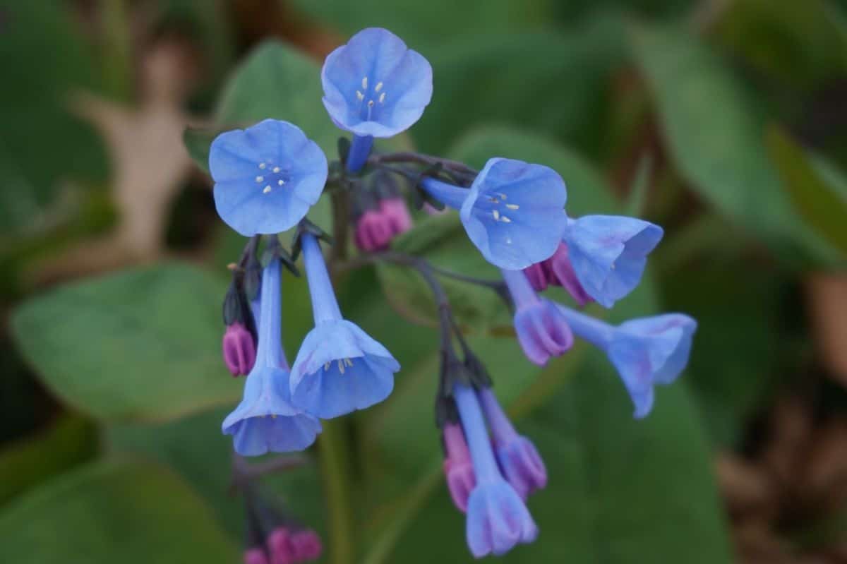 Periwinkle colored Virginia bluebells