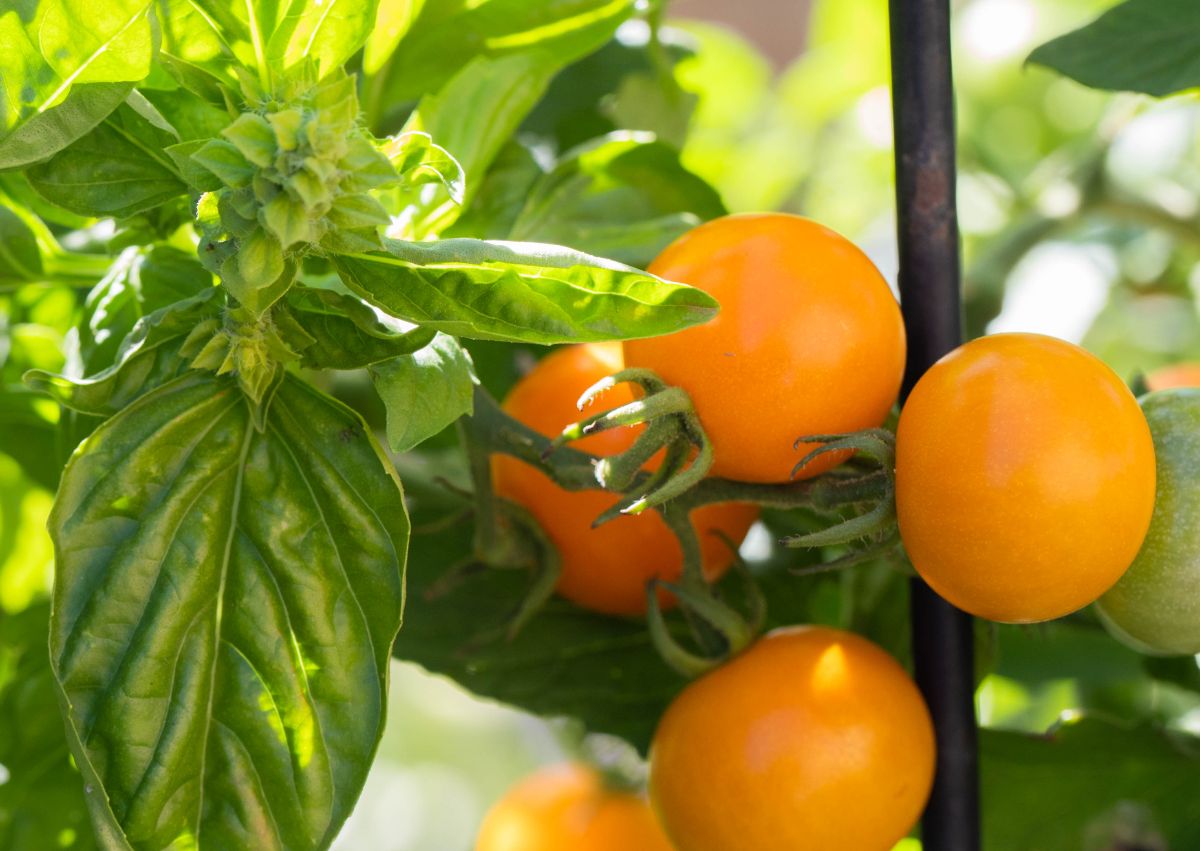 Cherry tomatoes and basil growing together in the permaculture garden