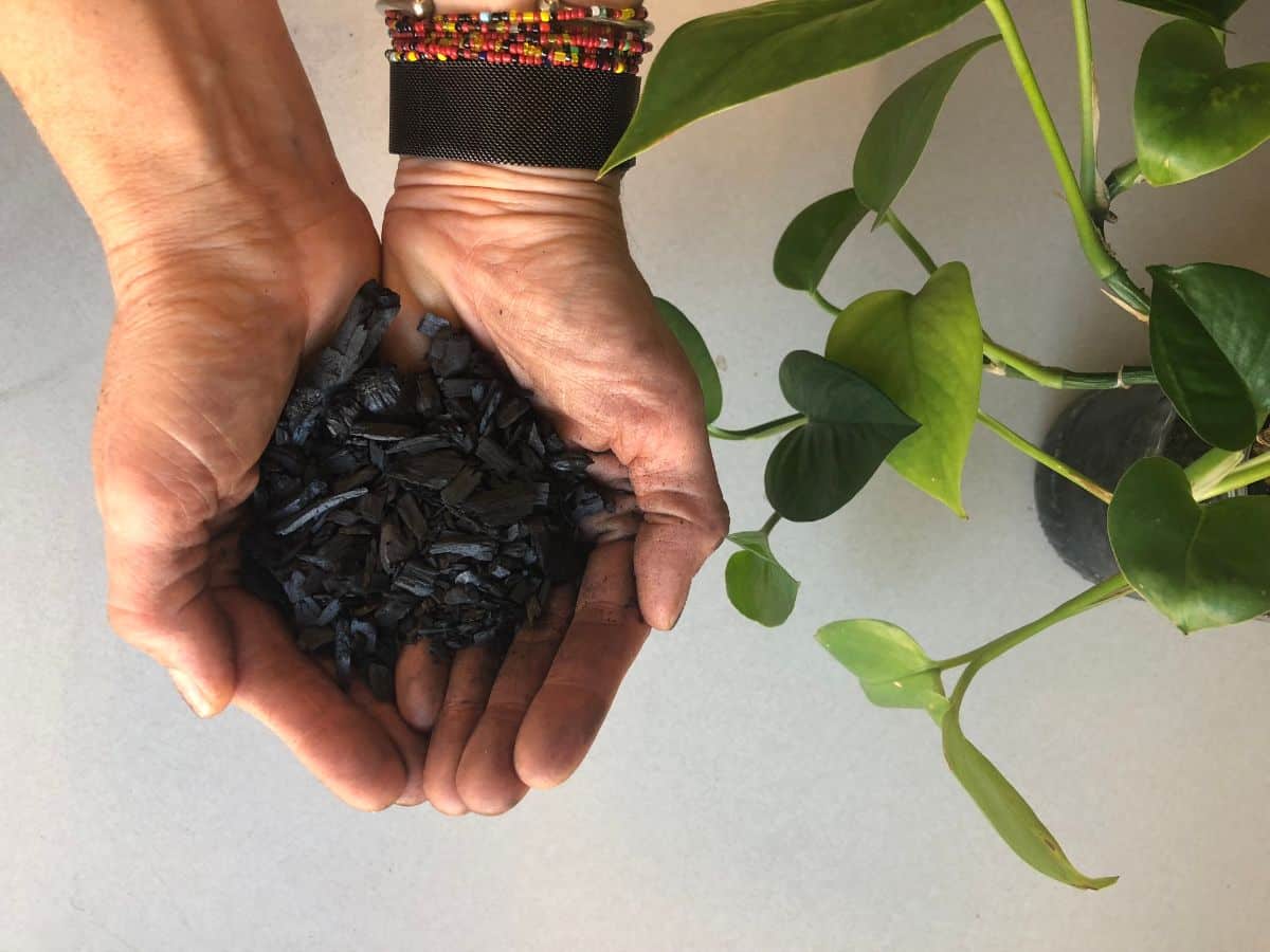 A person holding a hand full of biochar