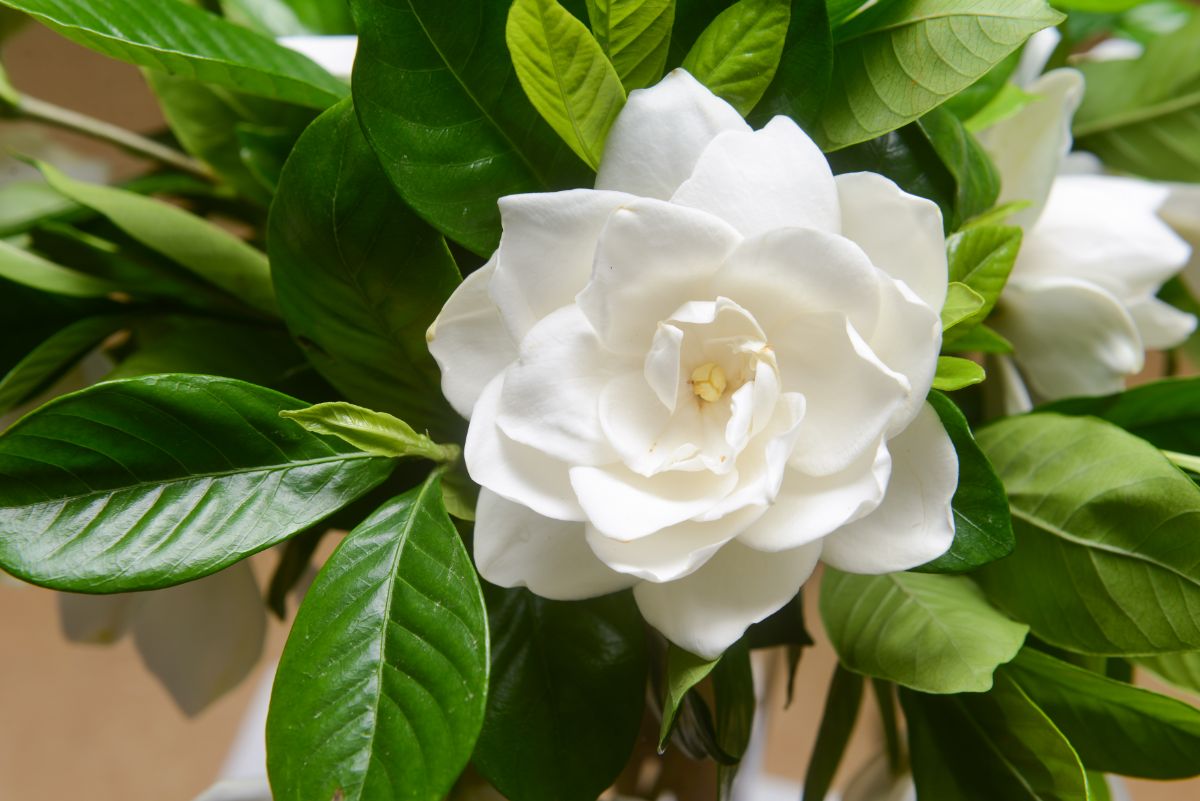 Gardenias, hidden love or a special person