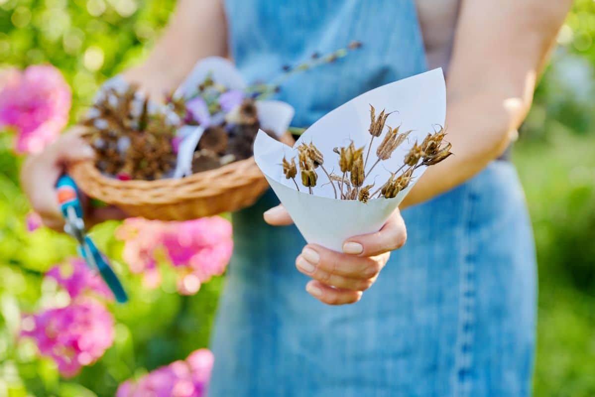 A gardener collects seeds in the fall