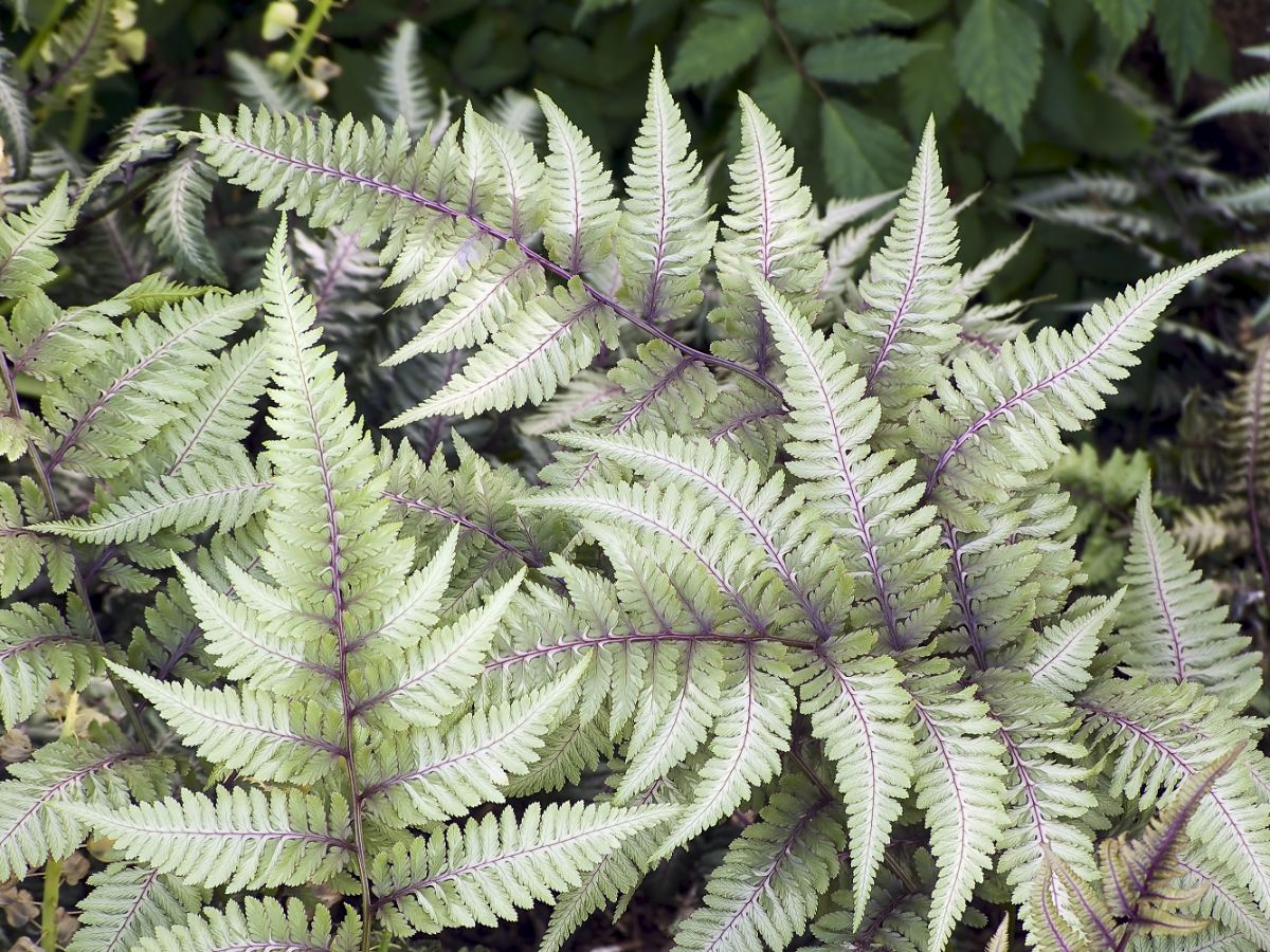 Japanese painted fern