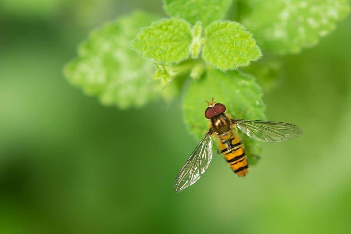 Beneficial insects in a garden