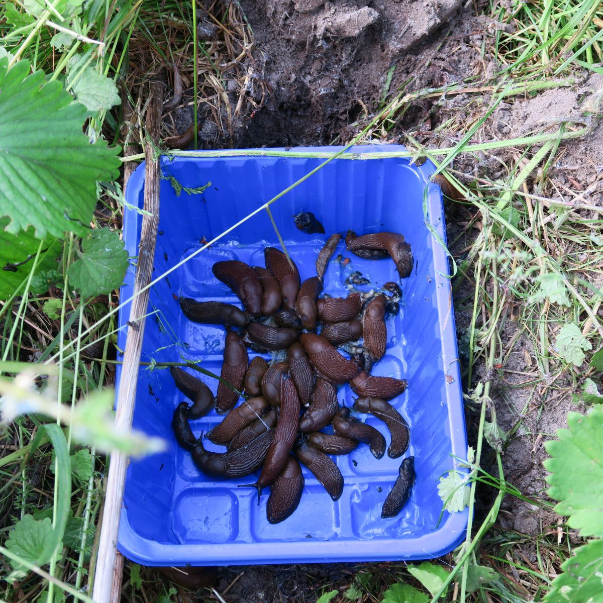 Slugs collected in a container