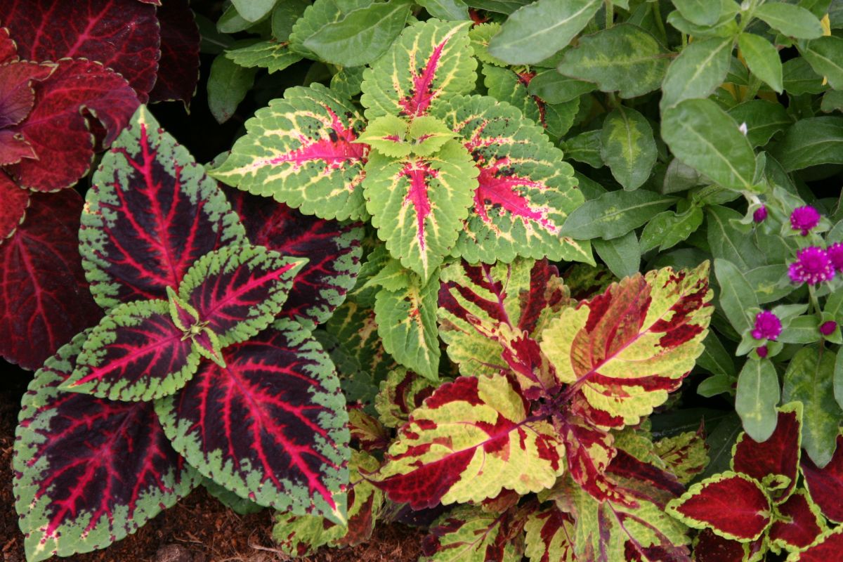 Coleus plants for rooting in water