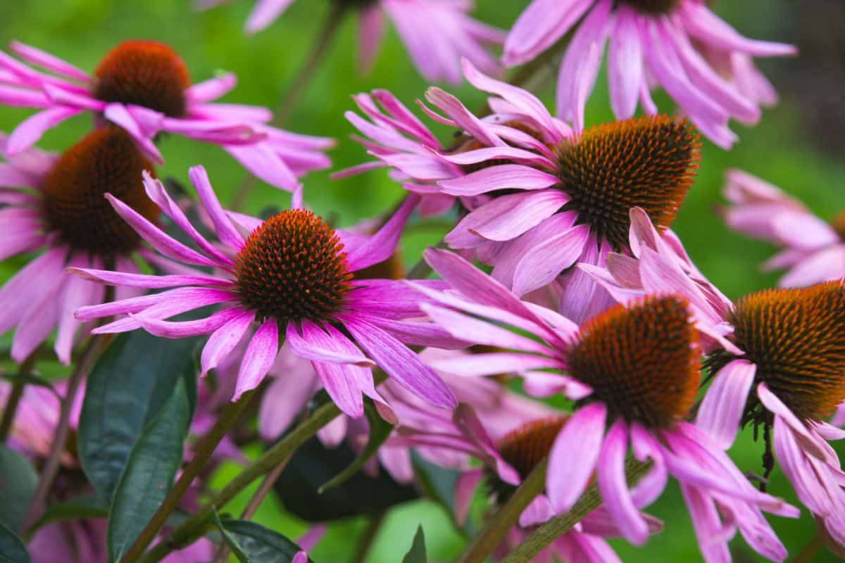 Purple coneflowers planted for autumn blooms