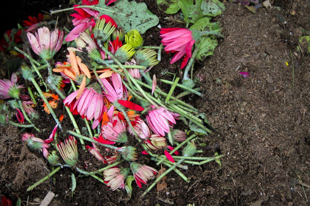 Old flowers going into the compost pile