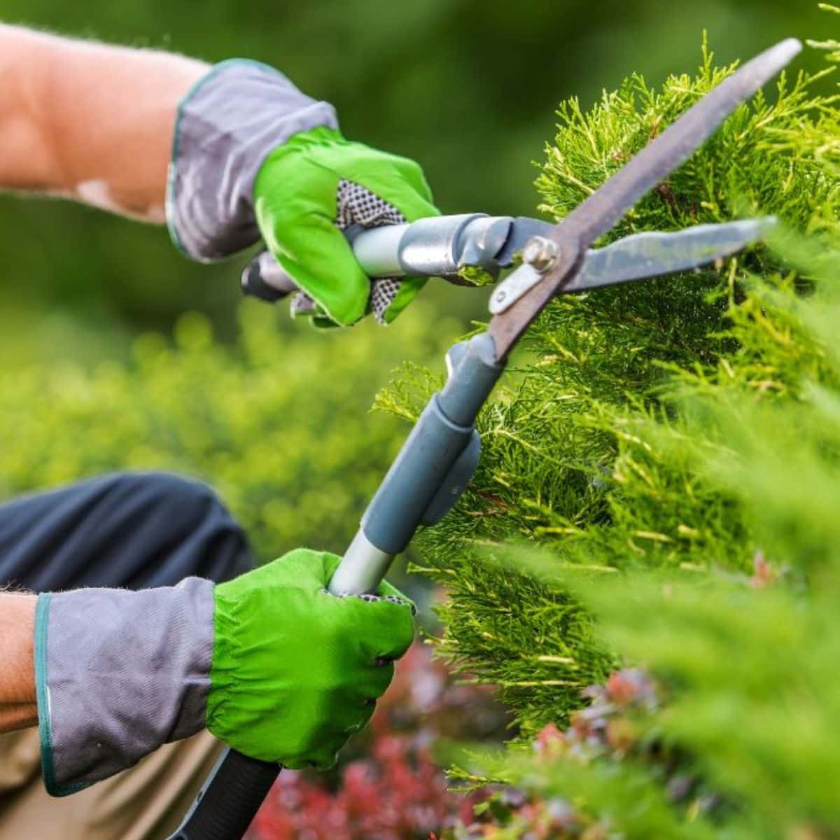 How to Use Gardening Gloves: Expert Tips