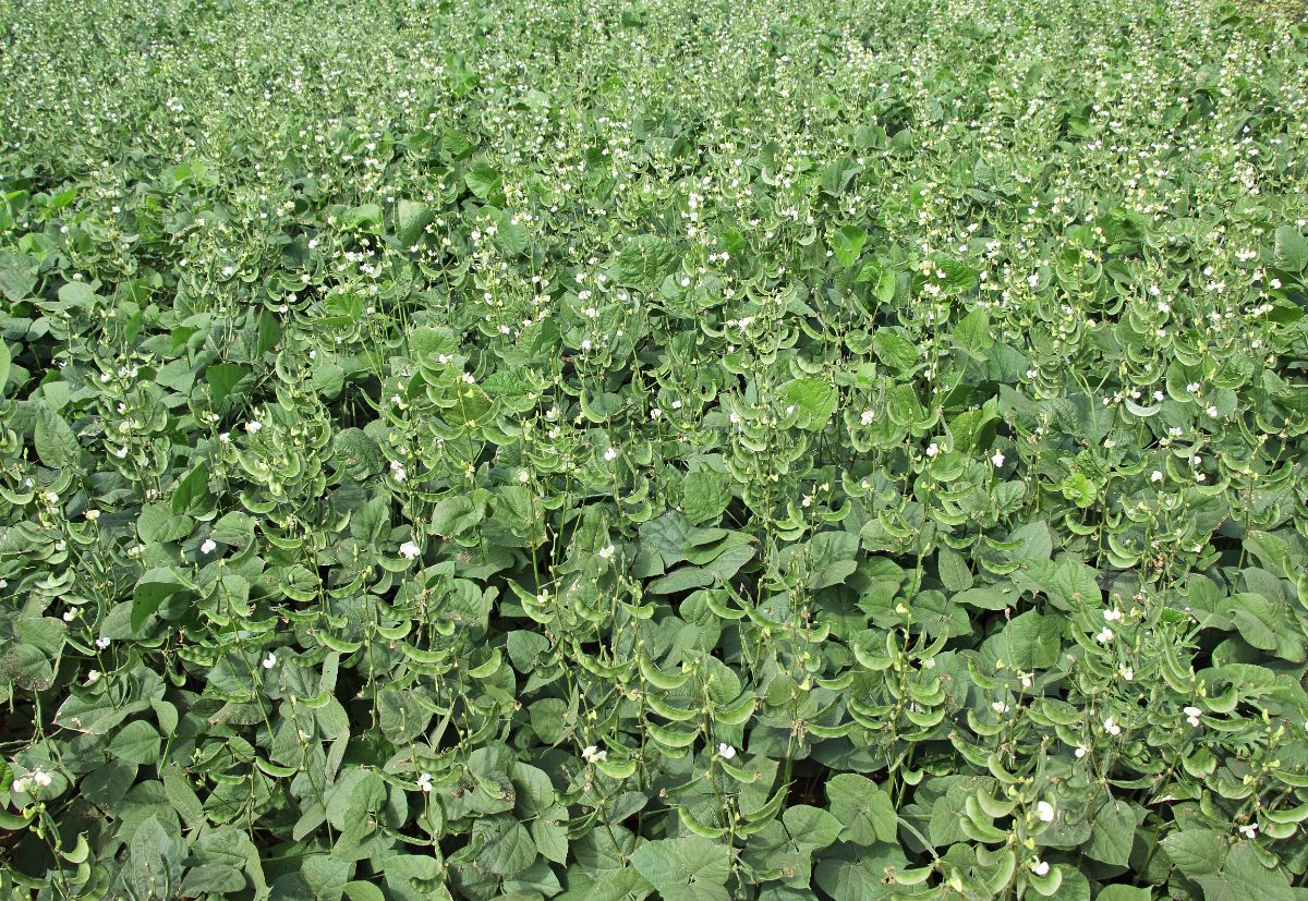 Fava beans as a cover crop