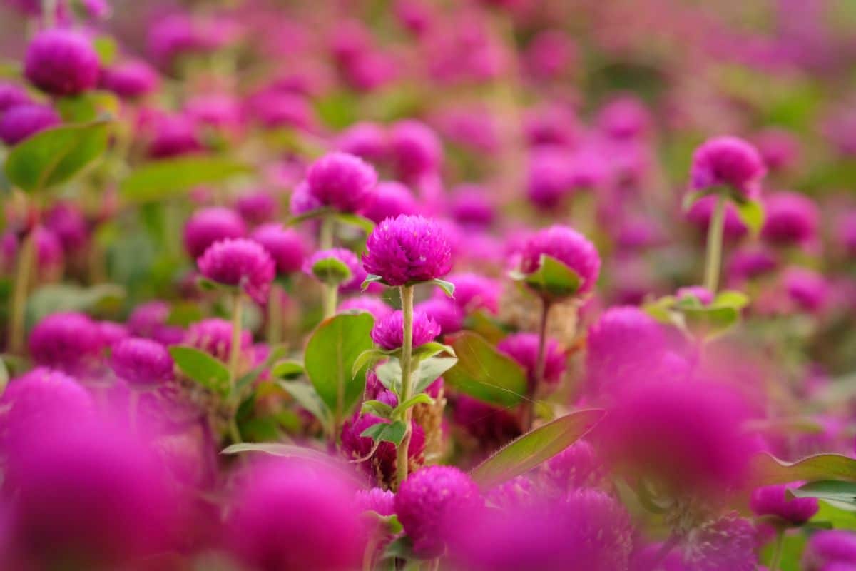 Globe amaranth, lasting, enduring love