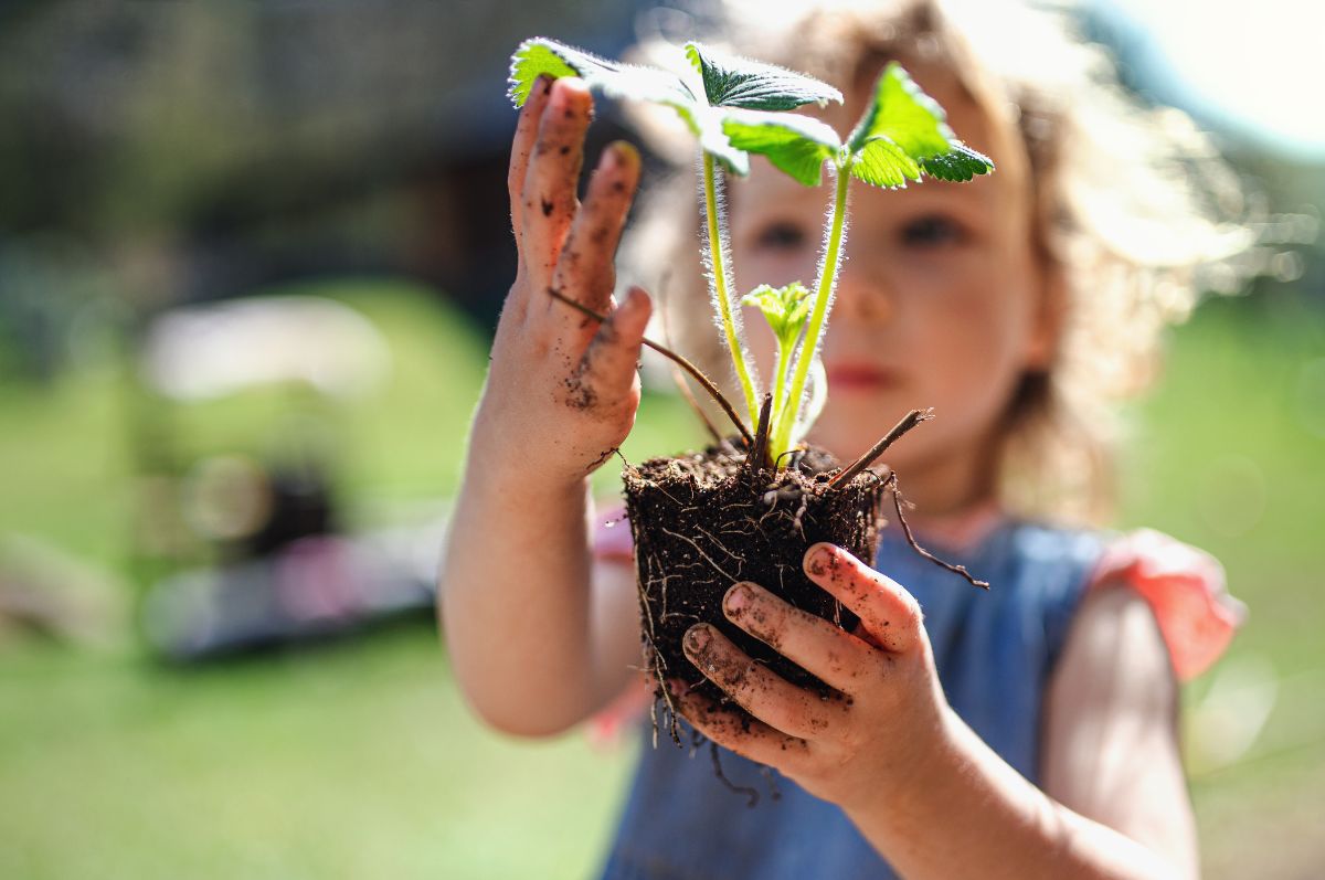 A child plants a garden plant