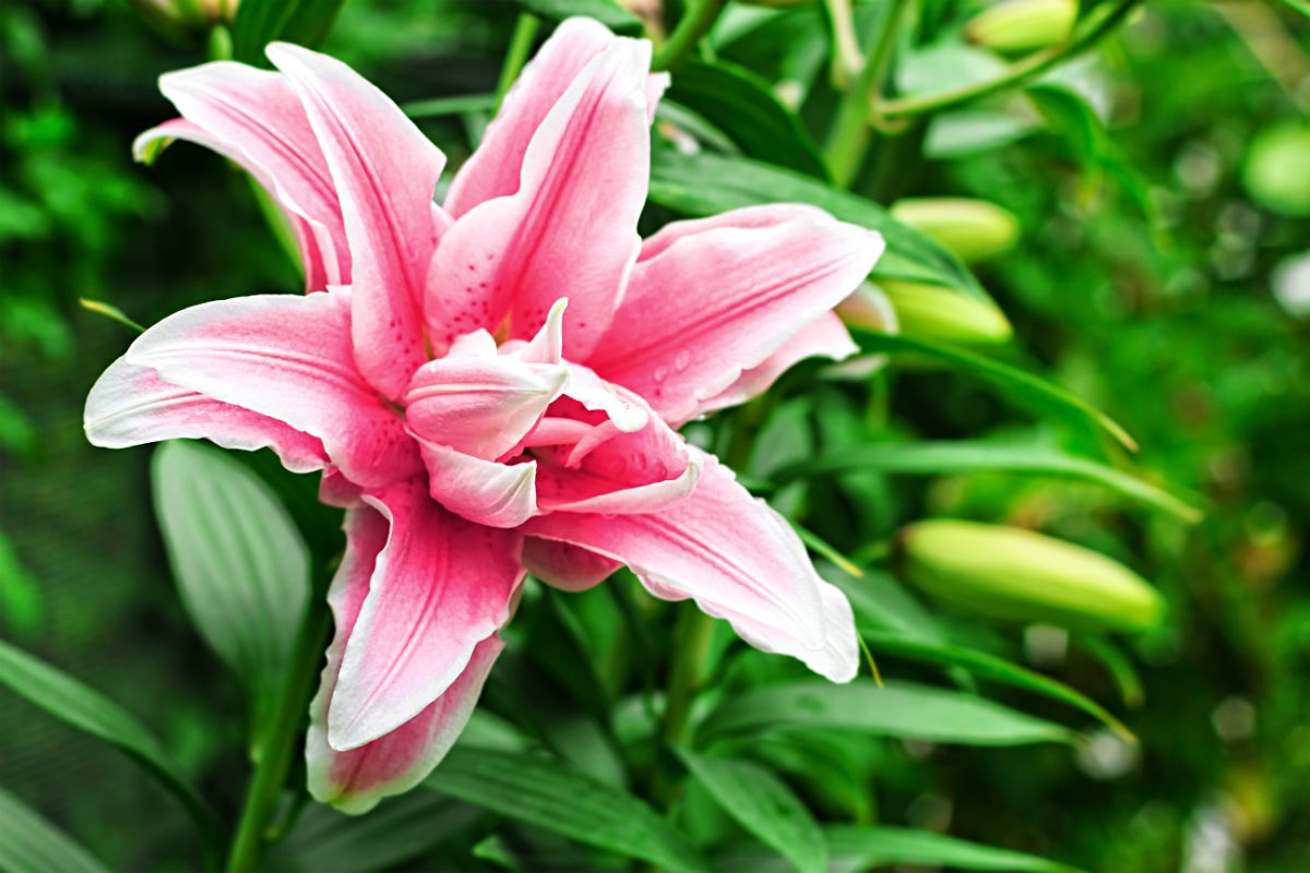 Double pink oriental lilies blooming