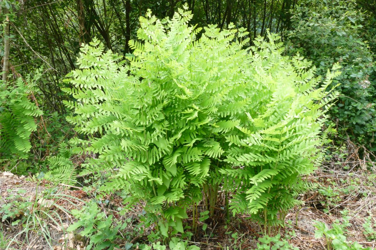 Royal fern in a landscape