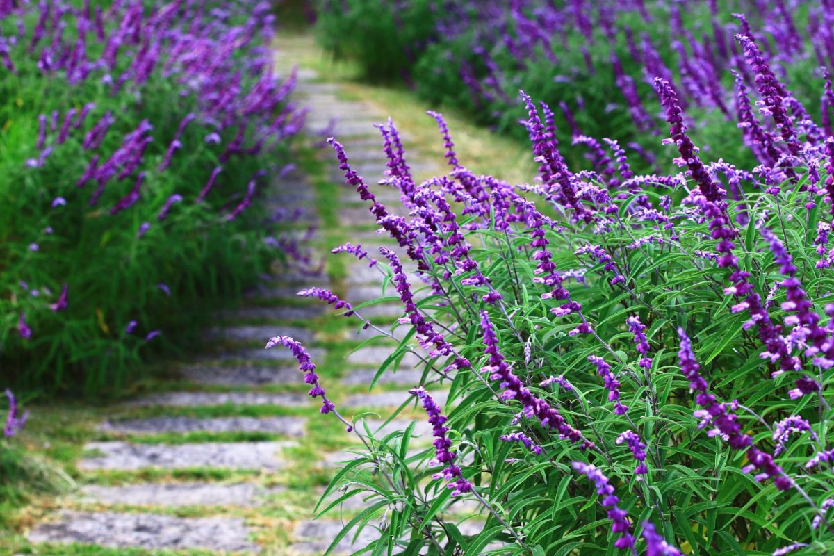 Purple flowering salvia