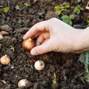 Hands holding tulip bulbs before planting in the ground.