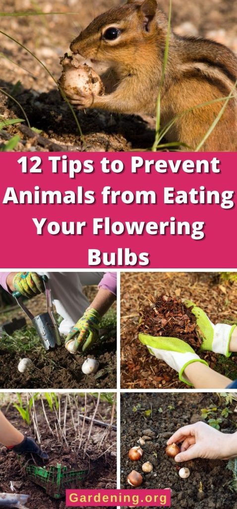 12 Tips to Prevent Animals from Eating Your Flowering Bulbs pinterest image.