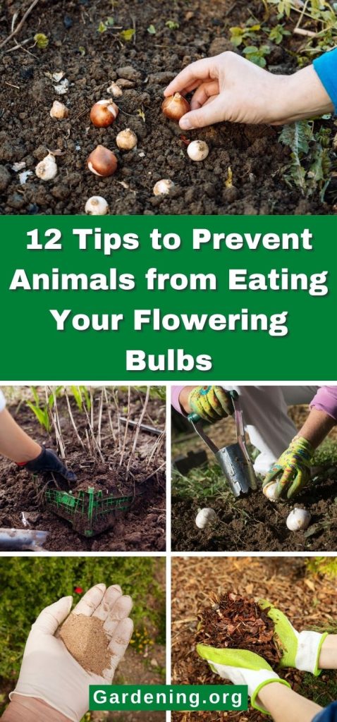 12 Tips to Prevent Animals from Eating Your Flowering Bulbs pinterest image.