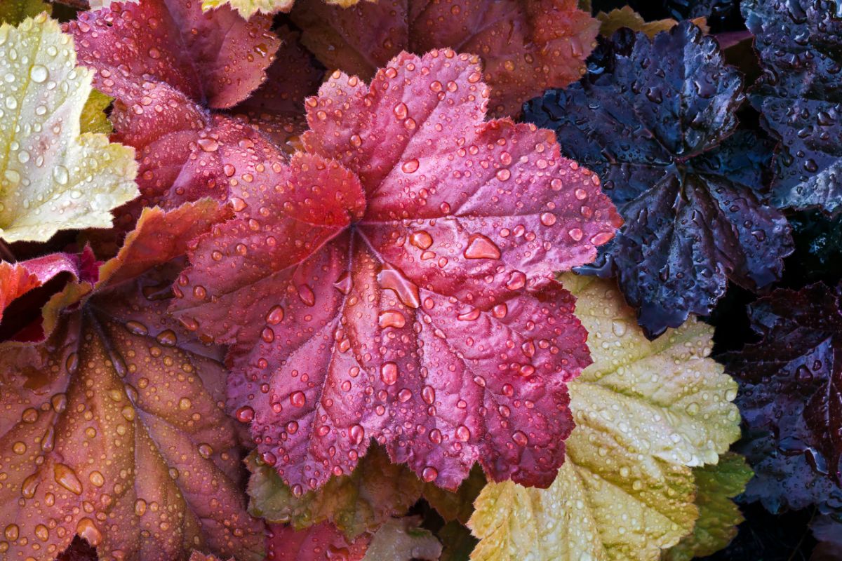 Autumn colored coral bells