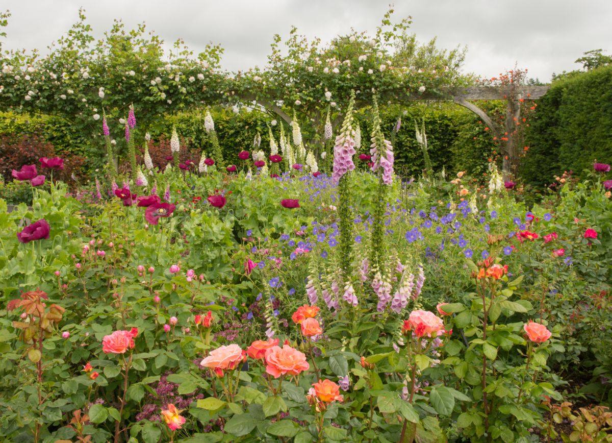 Flowers planted amongst vegetables in a permaculture garden