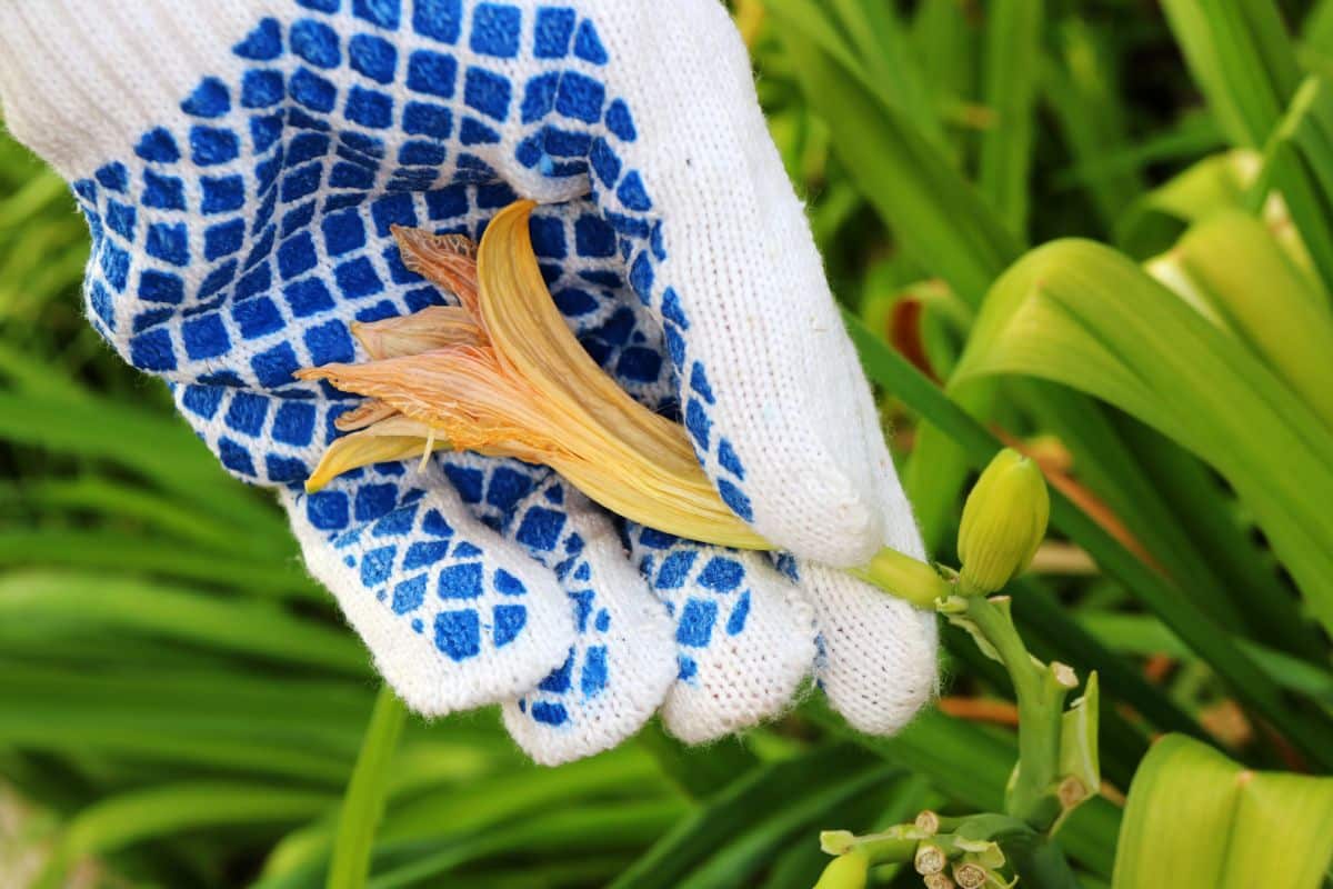 A gloved hand plucks an old flower off a daylily