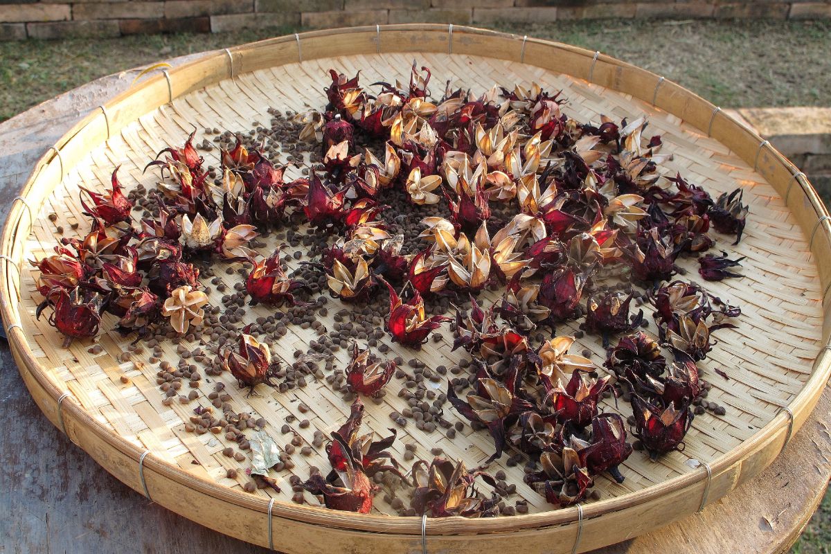 Dried seeds collected on a tray