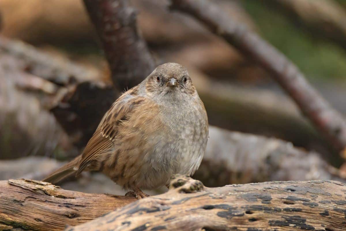 A brown bird sits atop a dead hedge structure