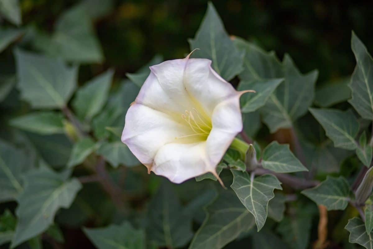 White flowering moonflower