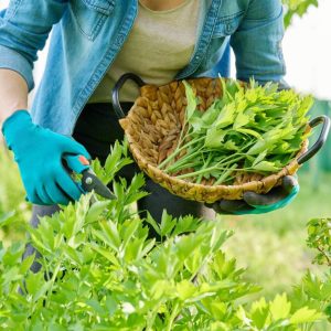 A woman with secateurs harvests lovage in a basket.