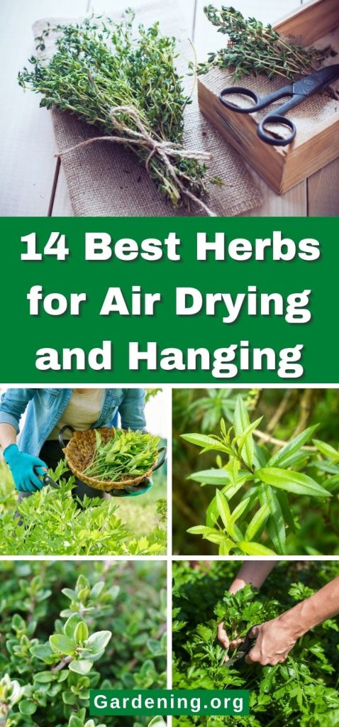 14 Best Herbs for Air Drying and Hanging pinterest image.