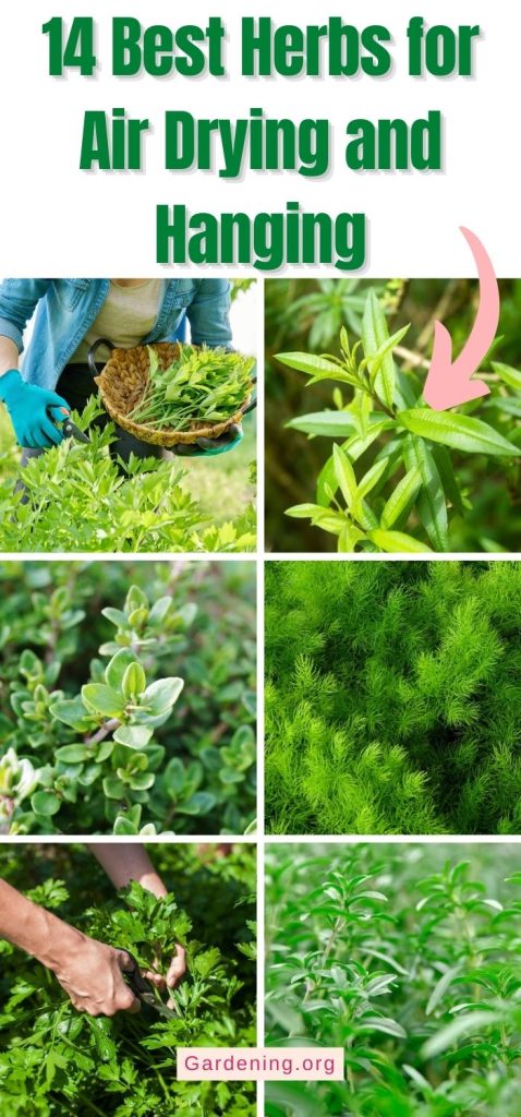 14 Best Herbs for Air Drying and Hanging pinterest image.