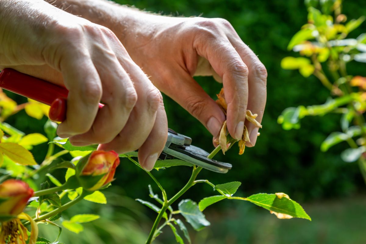 Cutting a dead rose blossom off a bush