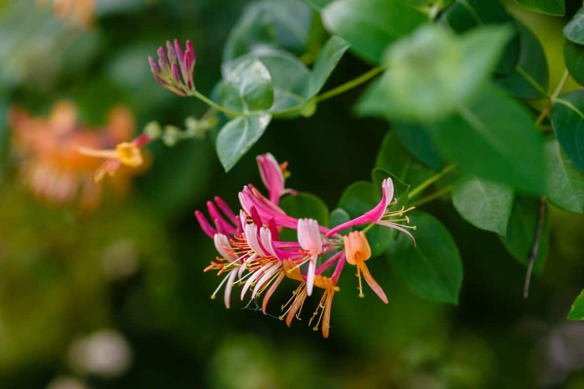 Honeysuckle, loving bonds and commitment