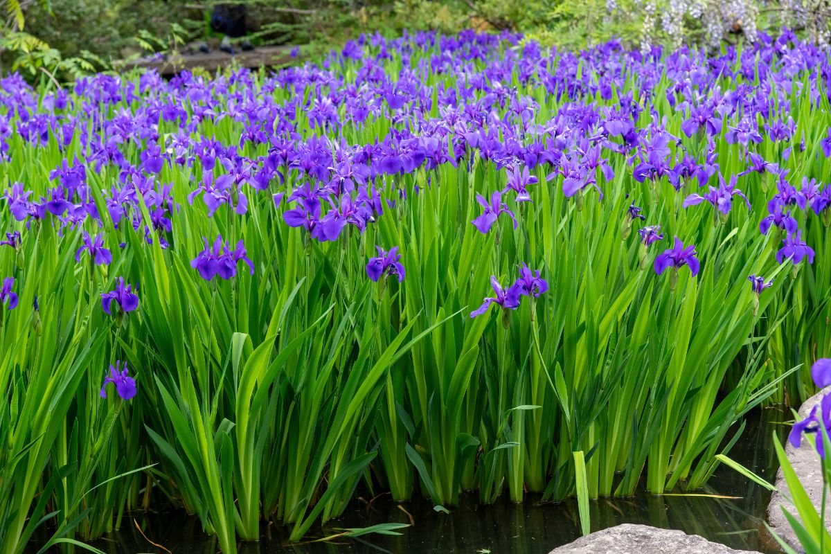 Purple flowering Japanese iris in a pond