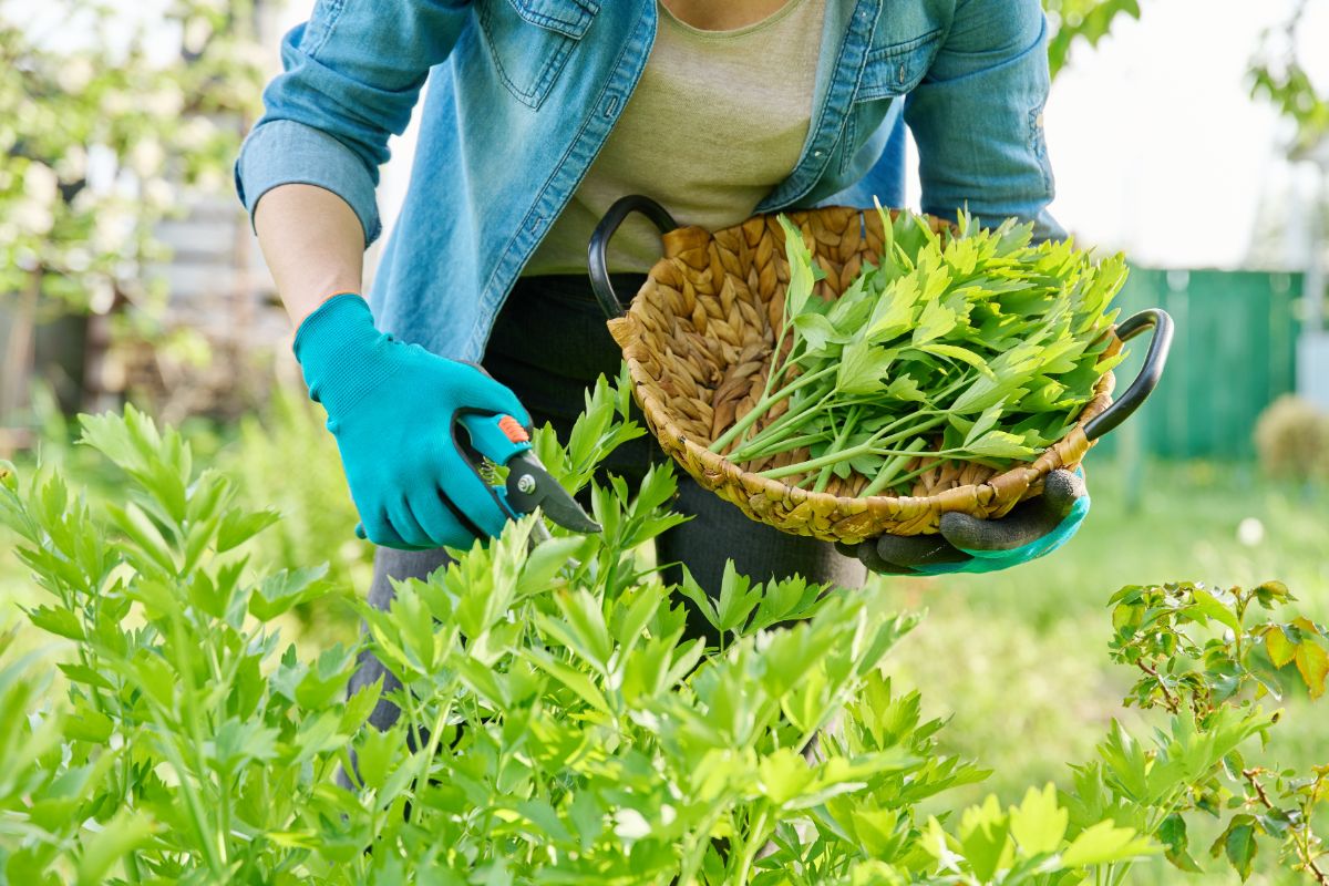 a woman picking lovage