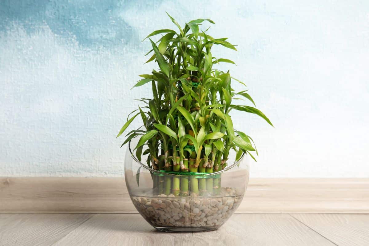 Lucky bamboo growing in water and pebbles