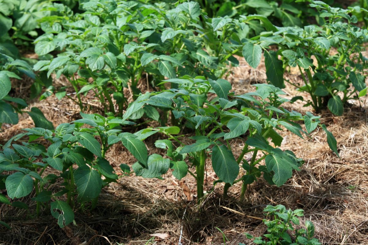 A well mulched permaculture garden