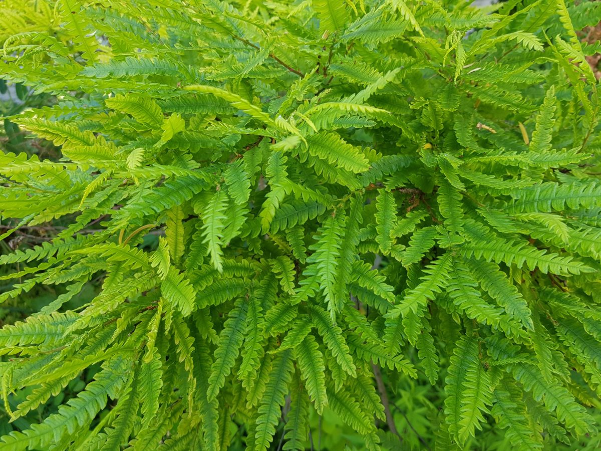 Sweet fern plant