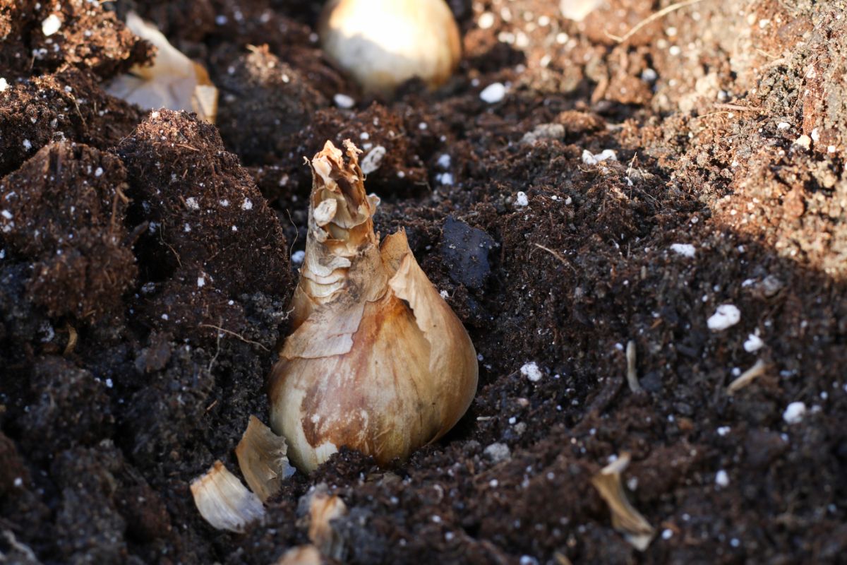 A bulb with its papery covering falling off