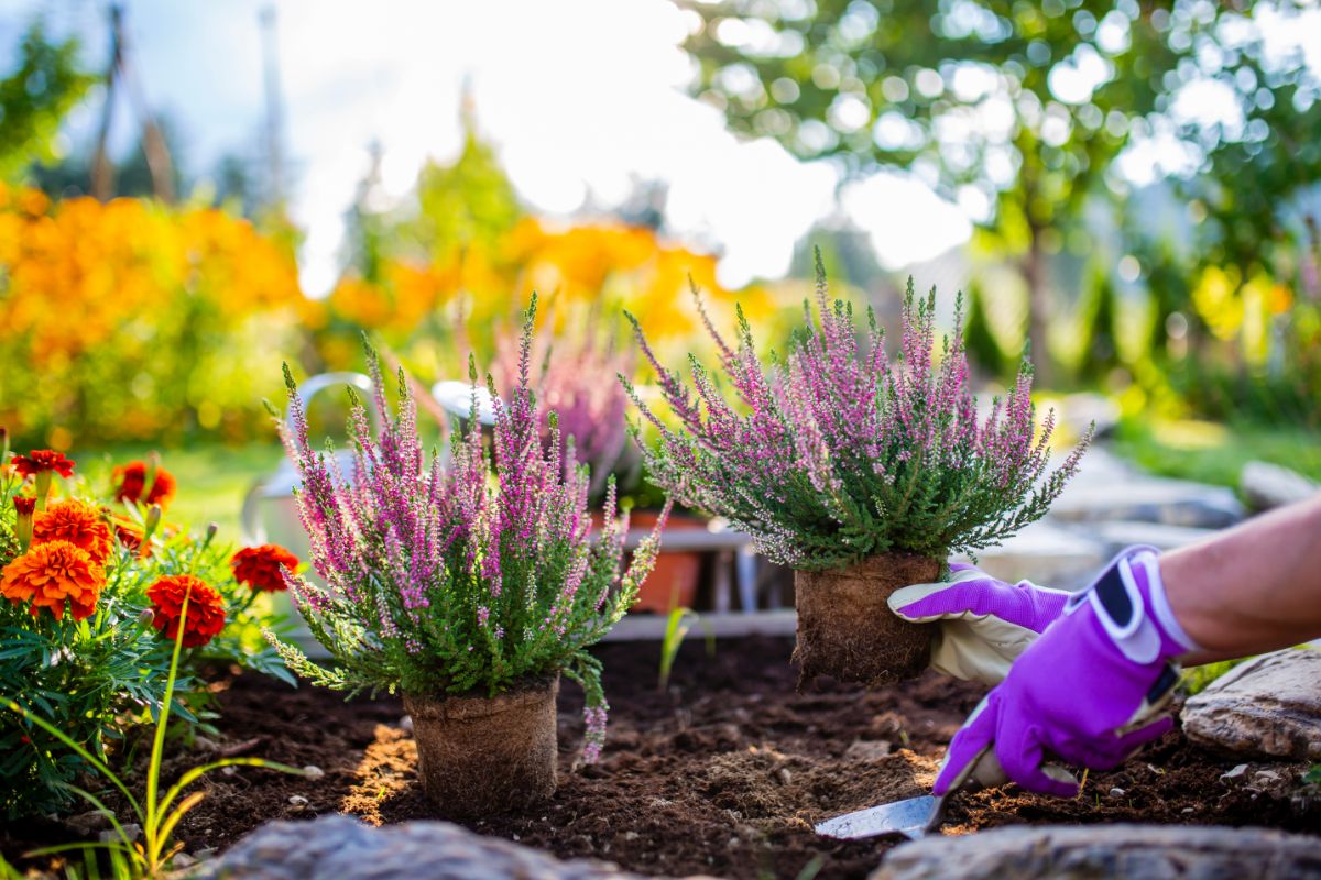 A gardener planting perennials in the fall