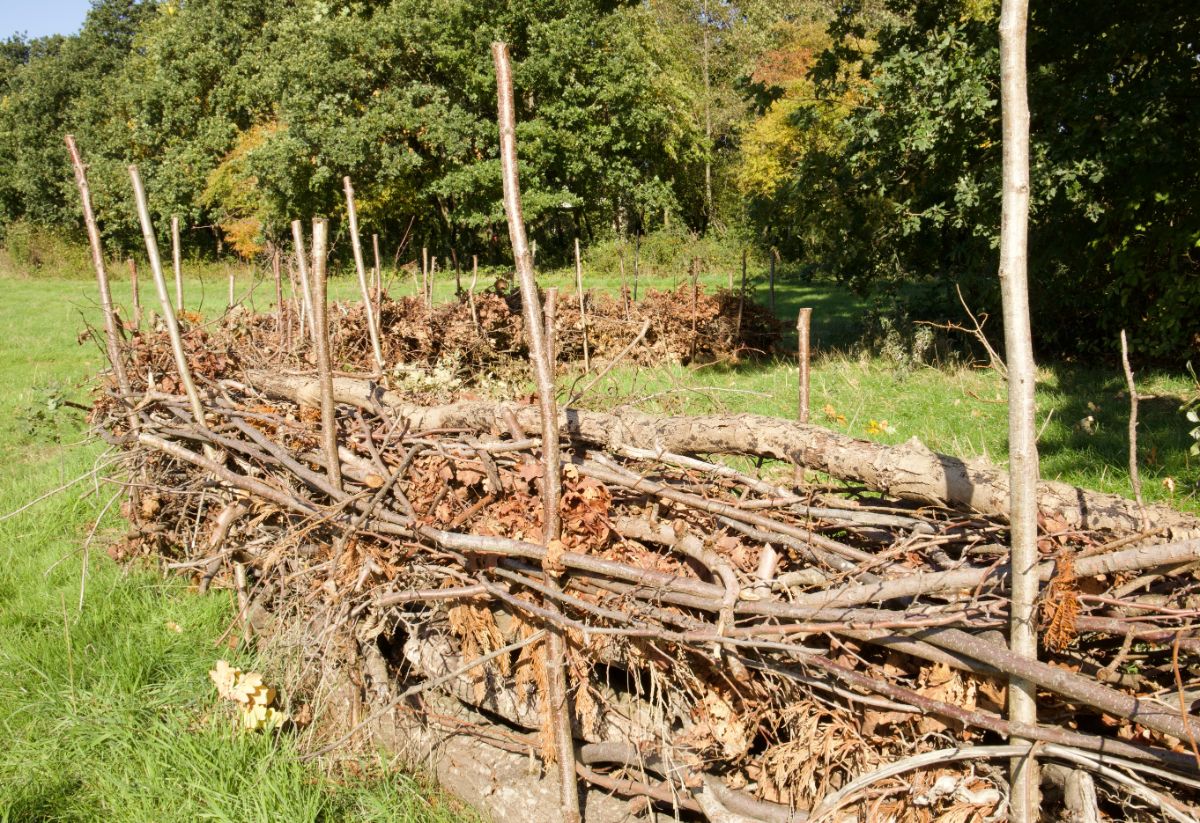 a dead hedge fence used to define an area